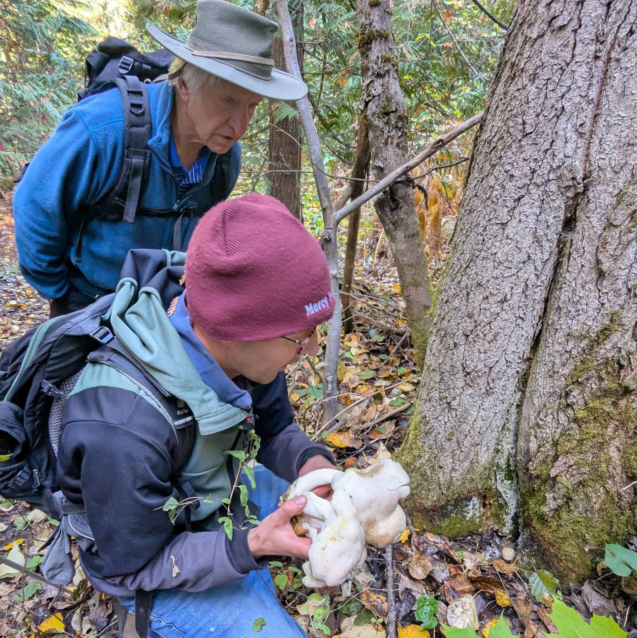 Food Pathways: Mushrooms